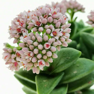 Crassula Springtime