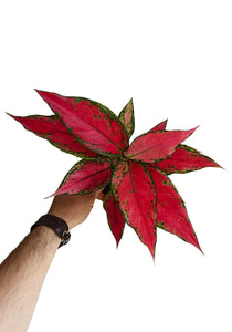 Aglaonema Cherry Baby