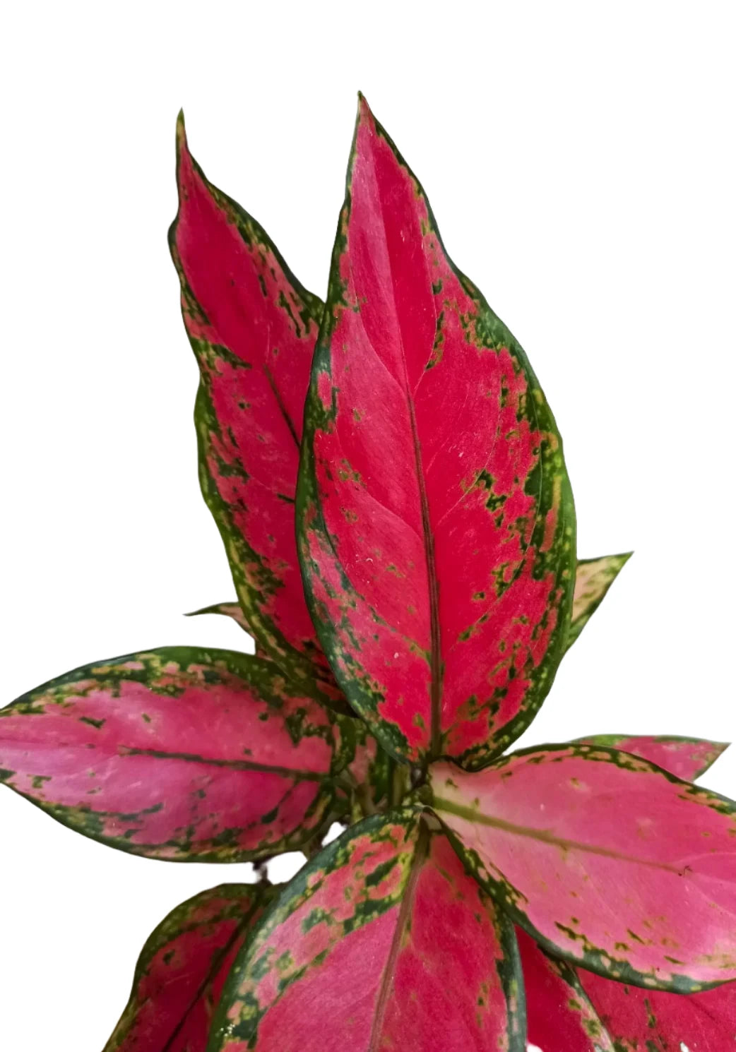 aglaonema pink cherry Aglaonema Cherry Baby – Gipsygarden