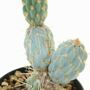 Cylindropuntia Miquelli