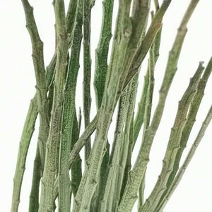 Euphorbia platyclada var.erecta