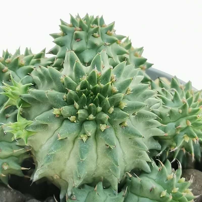 Euphorbia Susannea