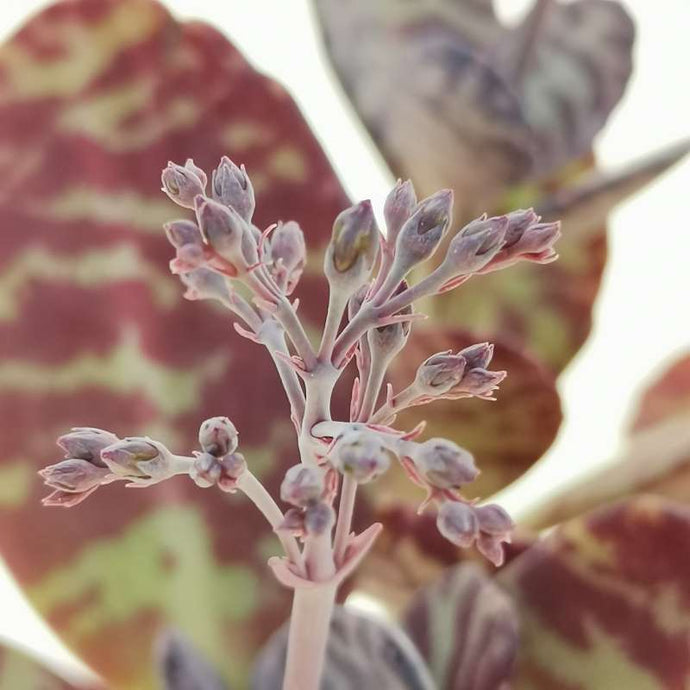 Kalanchoe humilis Surprising Desert