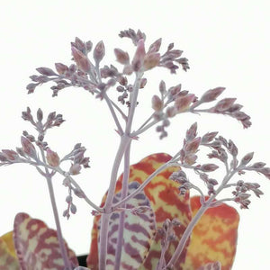 Kalanchoe humilis Surprising Desert