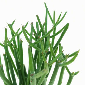 Euphorbia tirucalli 12Ø 40cm