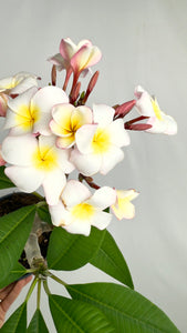 Plumeria rubra Hawaiian Pearl