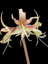 Translation missing: lt.sections.featured_product.gallery_thumbnail_alt