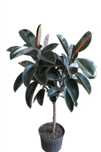 Ficus elastica Burgundy 150cm