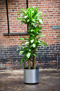 dracaena cintho indoor Dracaena Cintho 190cm – Gipsygarden
