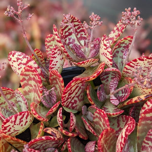 Kalanchoe humilis Surprising Desert