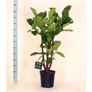 Lyralapis ficus Ficus Lyrata 34|160cm