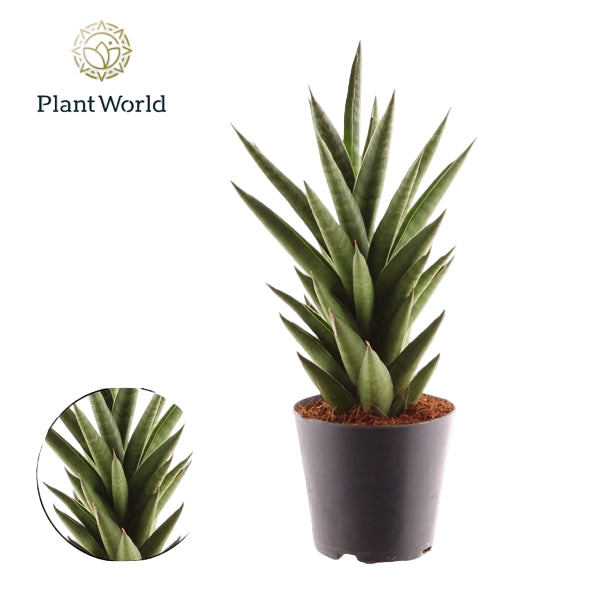 Sansevieria cylindrica Starshooter