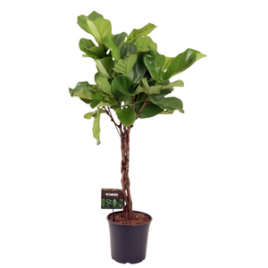 Ficus Lyrata twisted  130cm 3st.