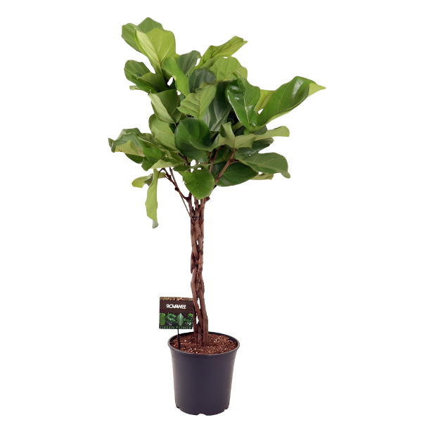 twisted fiddle leaf fig Ficus Lyrata twisted 130cm 3 pcs. – Gipsygarden