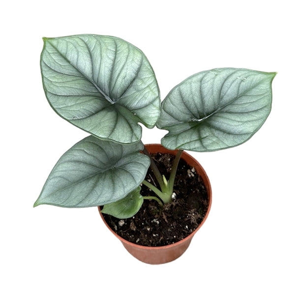 Alokazija Alocasia Platinum