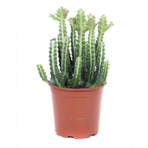 Euphorbia Lactea 50cm