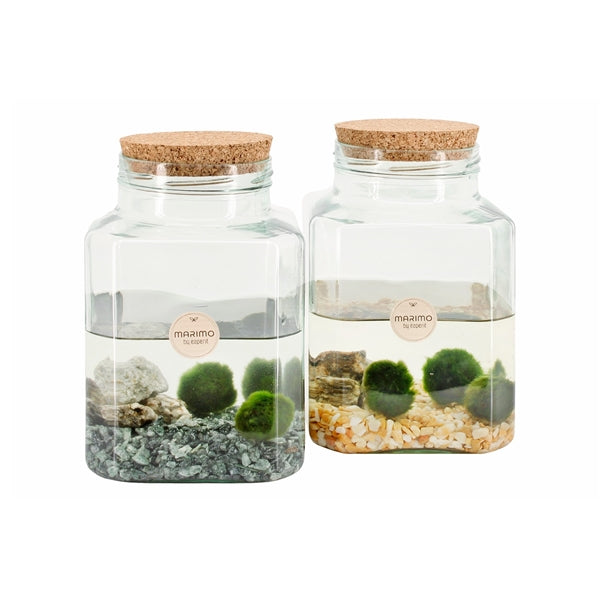 Cladophora Marimo 10Ø 20cm