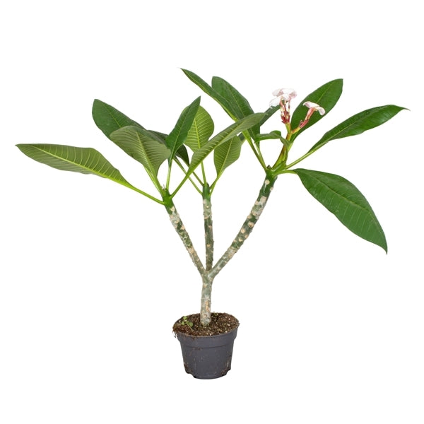Plumeria rubra Hawaiian Pearl