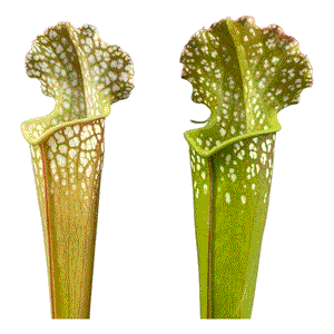 Sarracenia Farnhamii