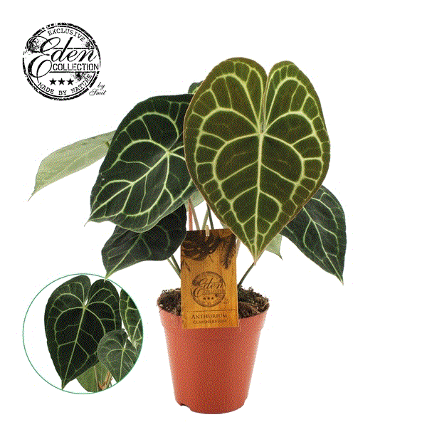 anthurium clarinervium vendita Anthurium clarinervium 15Ø 40cm – Gipsygarden