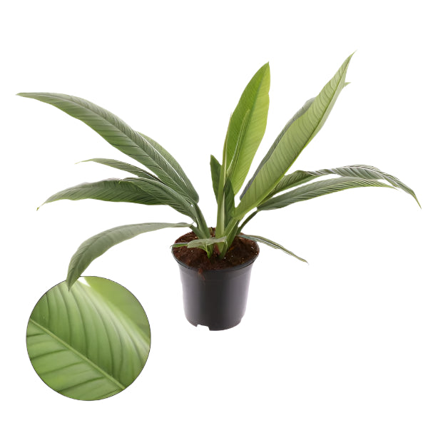 philodendron campii Philodendron Campii 50cm – Gipsygarden