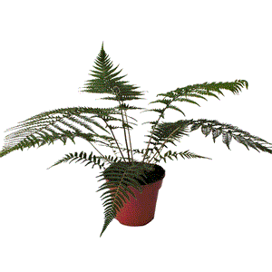 Dicksonia Antarctica