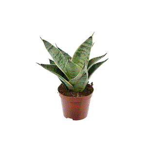 Sansevieria Silver star 9Ø 15cm