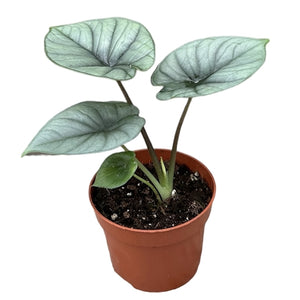 Alokazija Alocasia Platinum