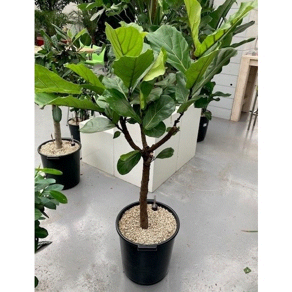 Lyralapis fikusas Ficus Lyrata 40Ø 170cm