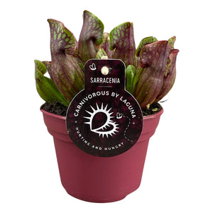 Saracėnija Sarracenia Purpurea