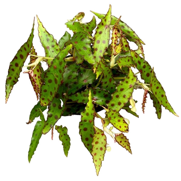 Begonia leaf Amphioxus