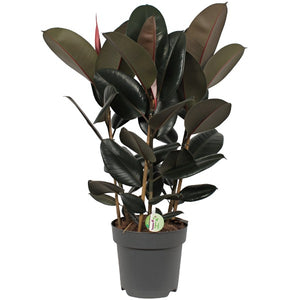 Ficus elastica Abidjan 90cm 3 pcs.