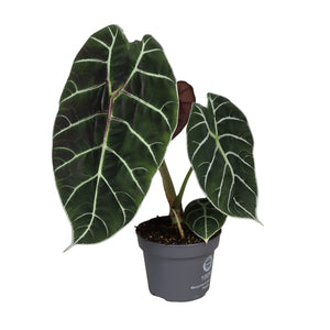 Alocasia Watsoniana Pride Of Cup