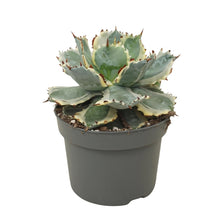 Translation missing: lt.sections.featured_product.gallery_thumbnail_alt