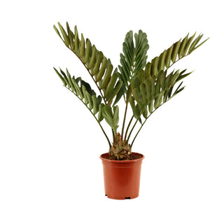 Zamia integrifolia 70cm