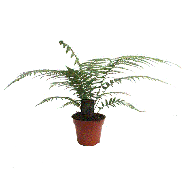 Dicksonia Antarctica