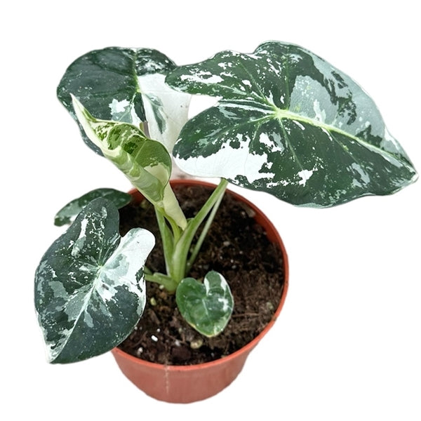 Alocasia Frydek Variegata