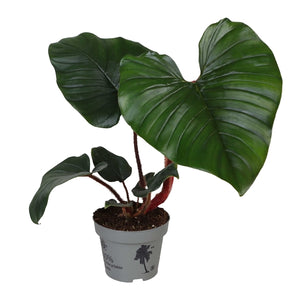 serpens philodendron Philodendron Squamiferum x Serpens – Gipsygarden