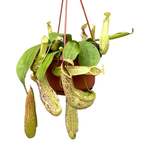 Pitcher Nepenthes Mojito