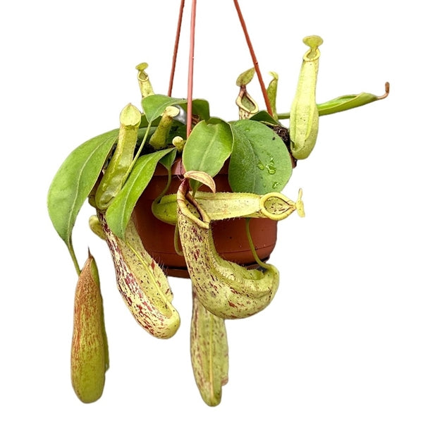 Pitcher Nepenthes Mojito