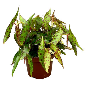 Begonia leaf Amphioxus