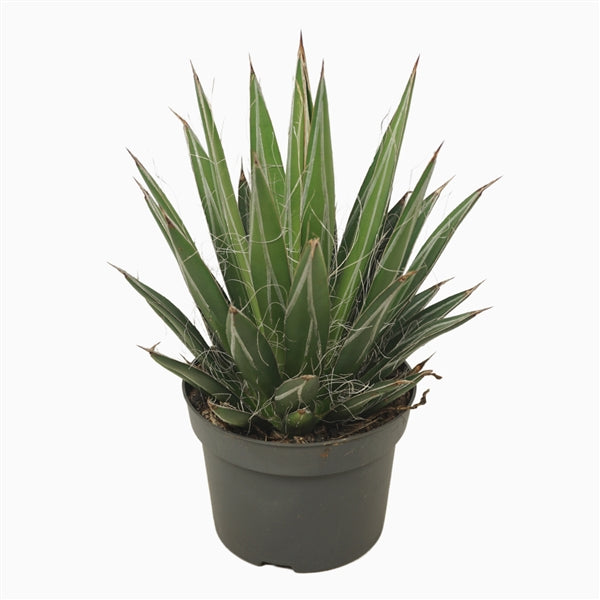 Agava Agave Filifera