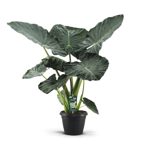 Alocasia Regal Shields 35Ø 135cm