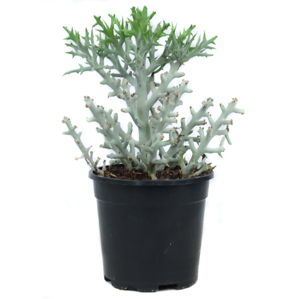 Euphorbia Stenoclada  17Ø 50cm