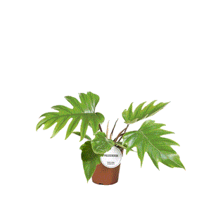 Philodendron Mayoi 15Ø 35cm