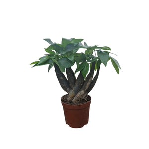 Pachira aquatica Bonsai