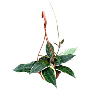 Hoya macrophyla