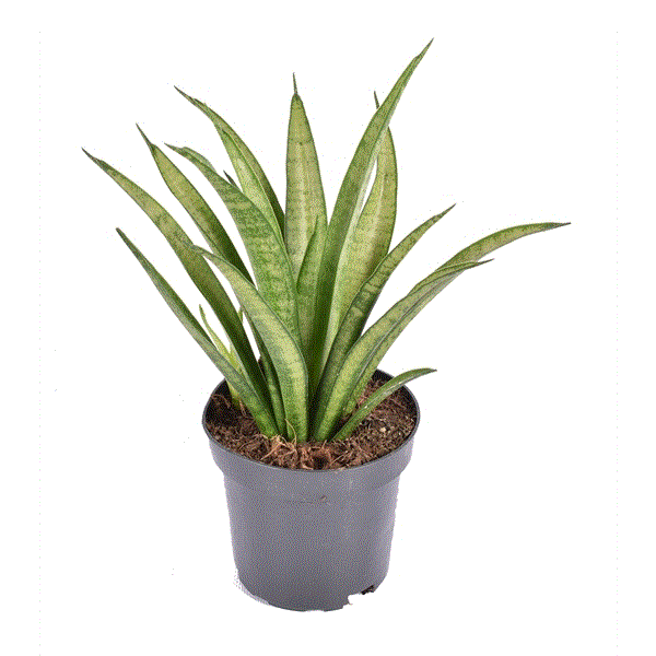 Sansevieria trifasciata Tess 10.5Ø 30cm