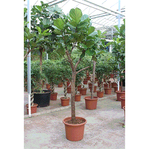 Ficus Lyrata Lyralapis ficus 55Ø 250cm