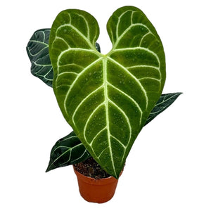 Anthurium Regale